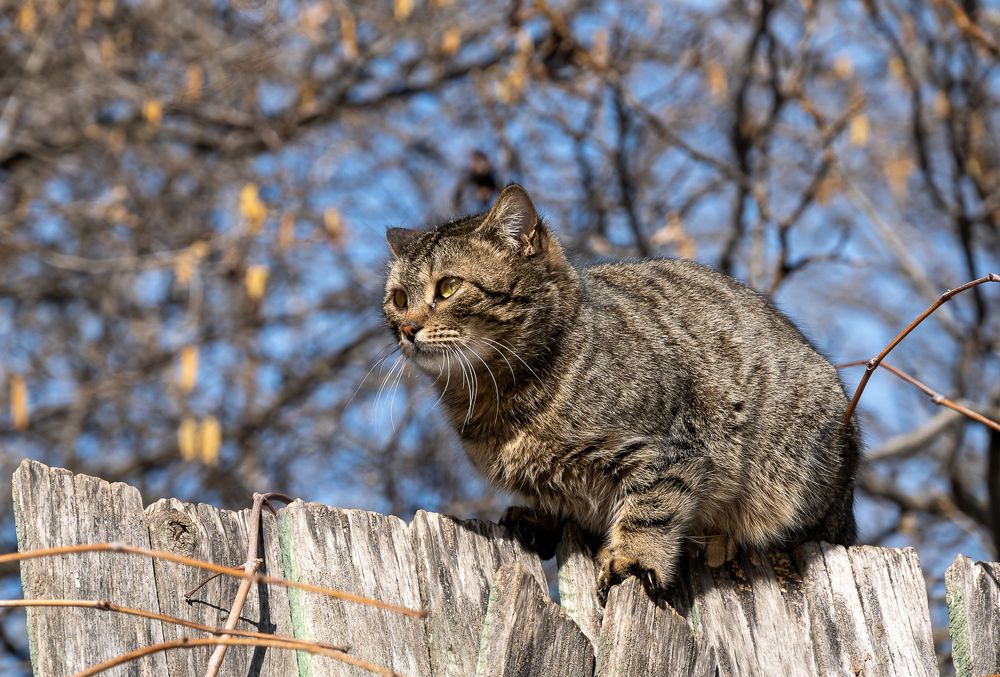 Фотография автора Андрей Симонов