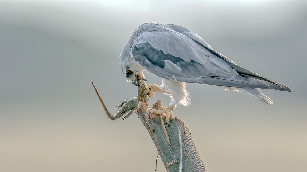 Photograph by Samir Sachdeva