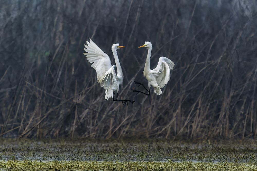 Egrets in a face off