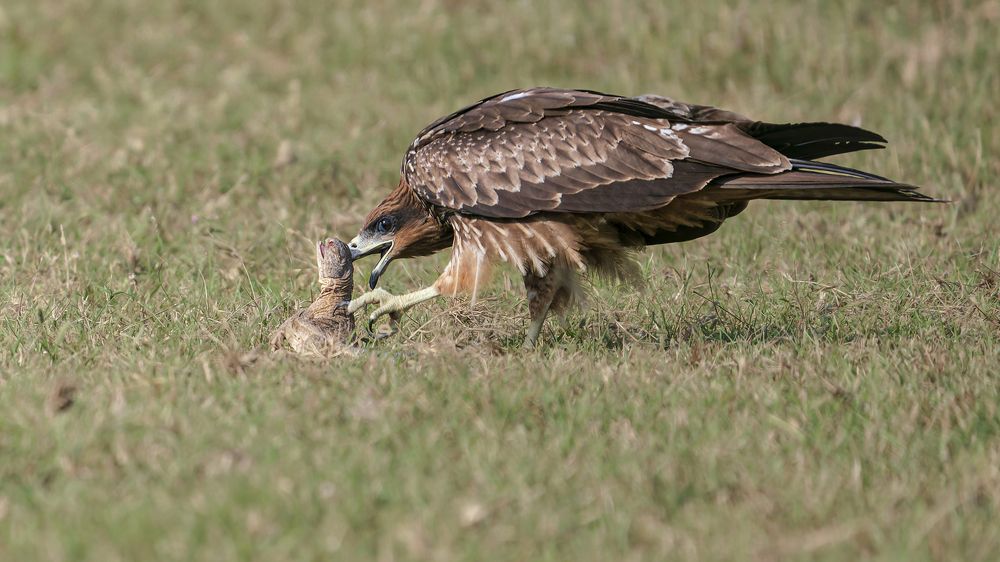 Kite feeding on Spiny tail Lizard