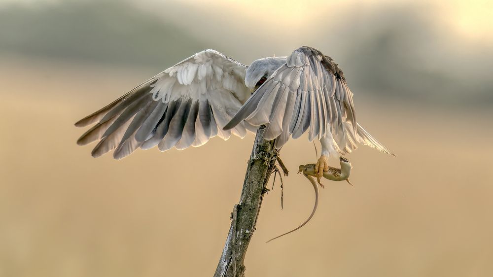 Skink pleads for mercy