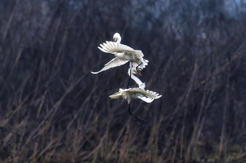 Terrace dance by Egrets
