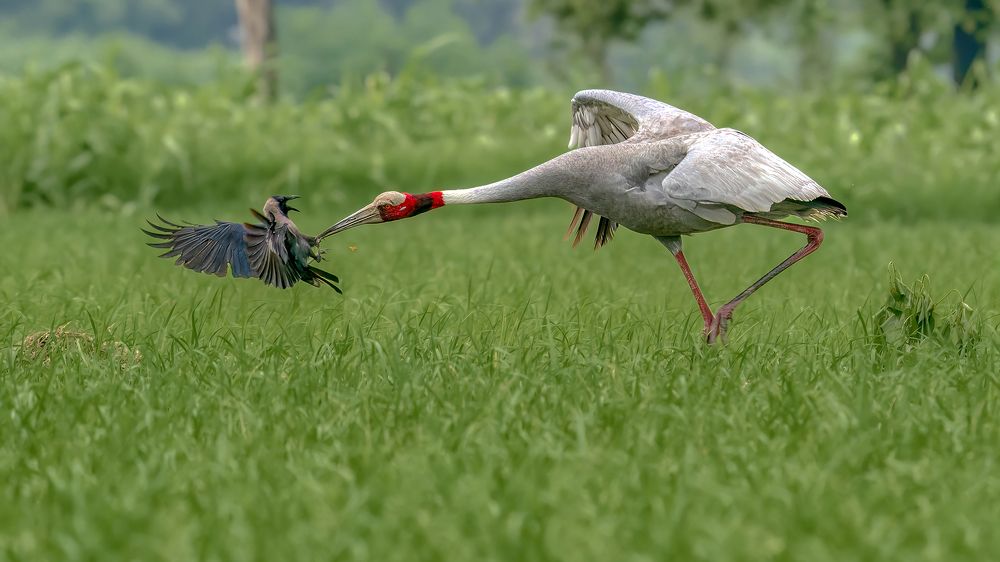 The spy who got caught