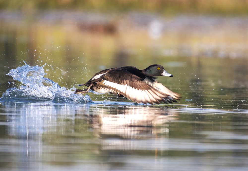 Фотография автора Subhendu Ghosh