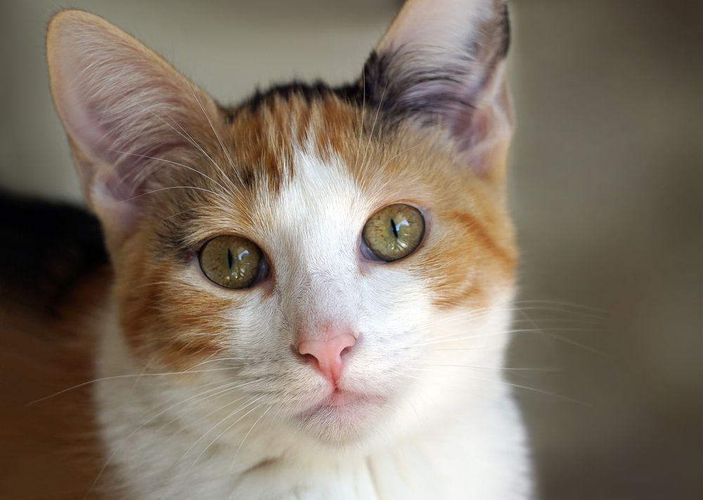 Photograph by Юлия Ташлыцкая