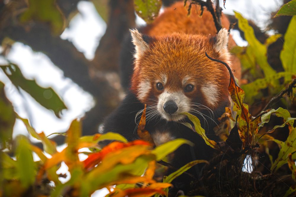 Cute Red Panda