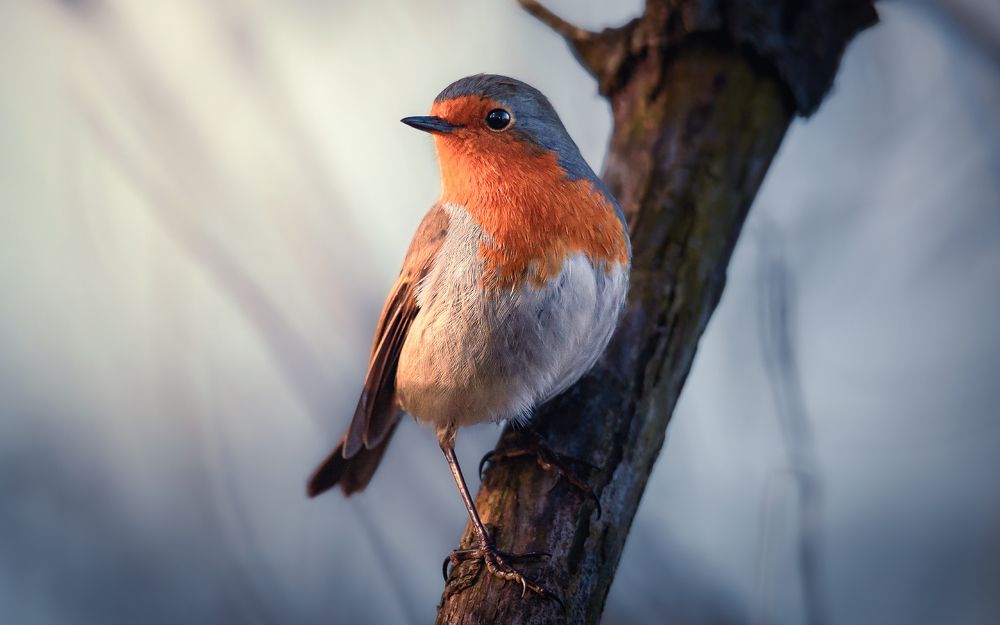 На зимнем солнышке
