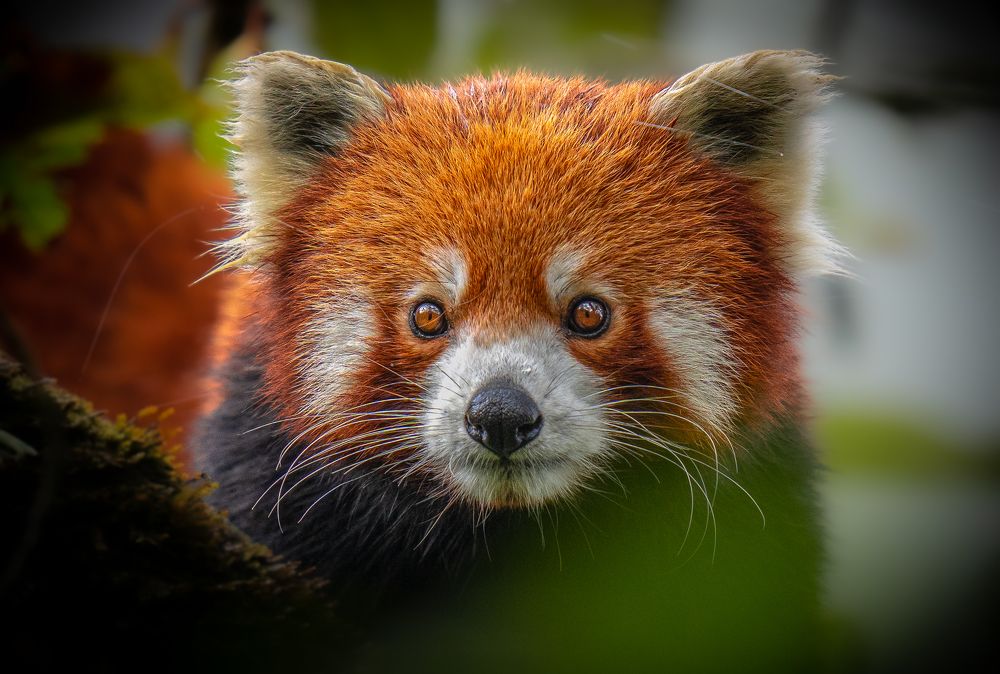 Cute Red Panda