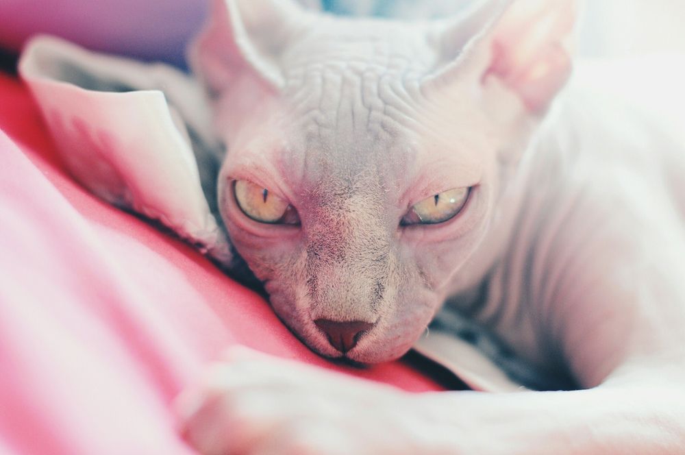 Photograph by Oxana Denina