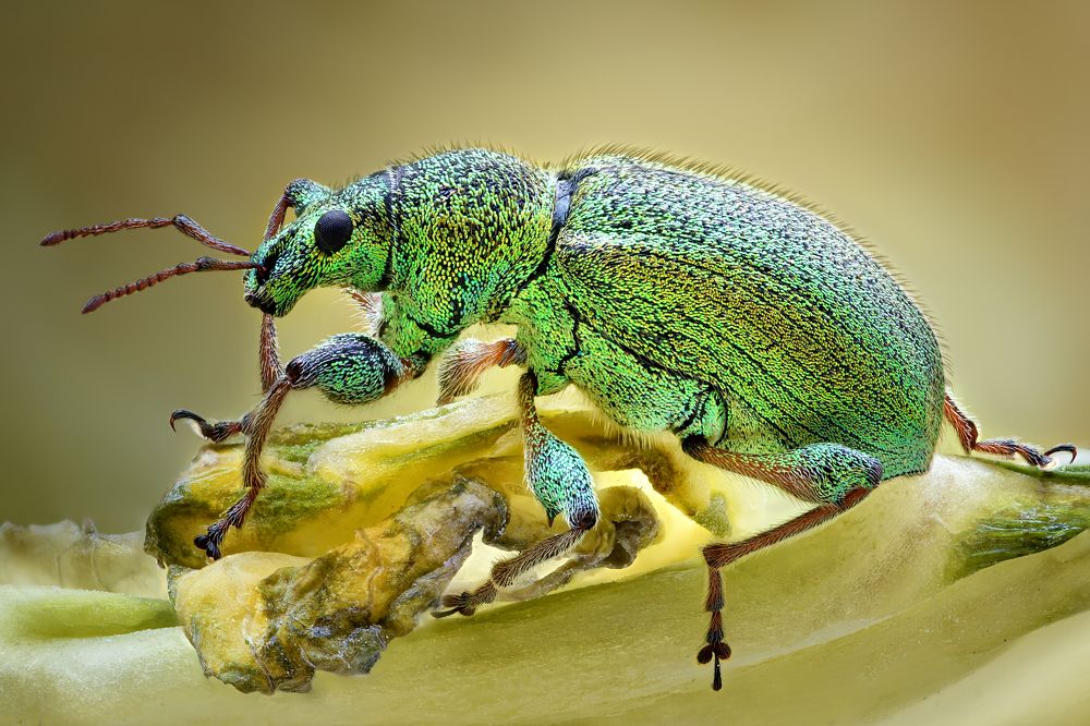Phyllobius