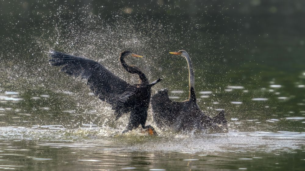 Oriental Darters in a fight