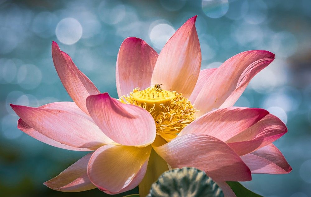 Photograph by Ovidiu Domşa