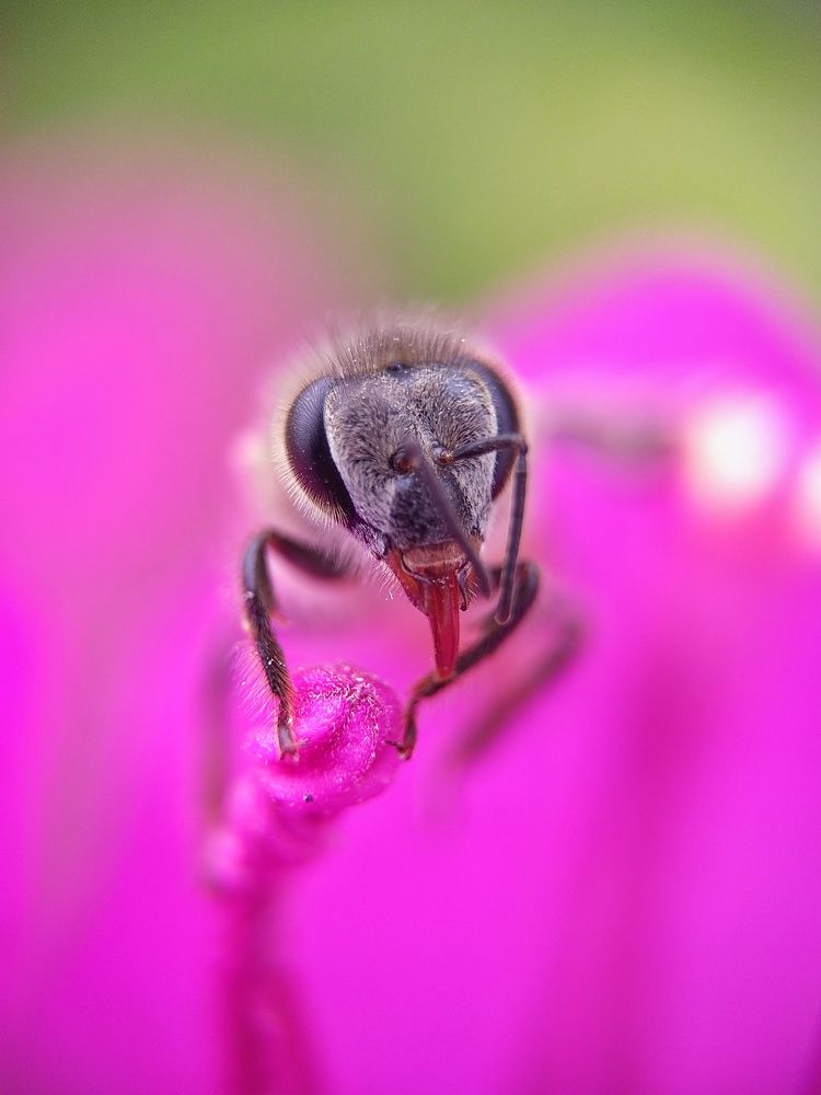 Bee