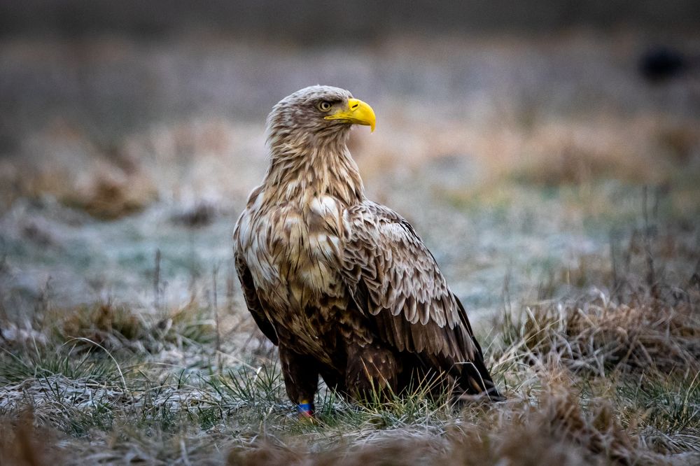 Photograph by Rolandas Valančauskas