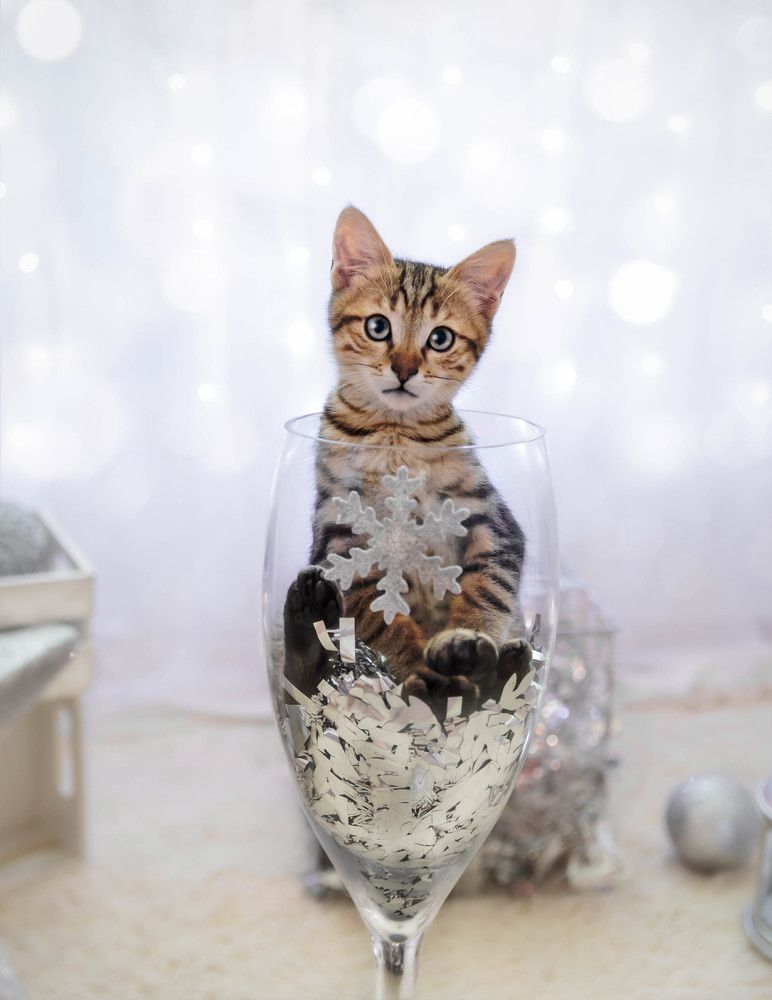 Photograph by Alaa Siyam