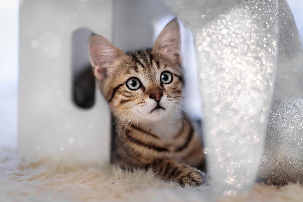 Photograph by Alaa Siyam