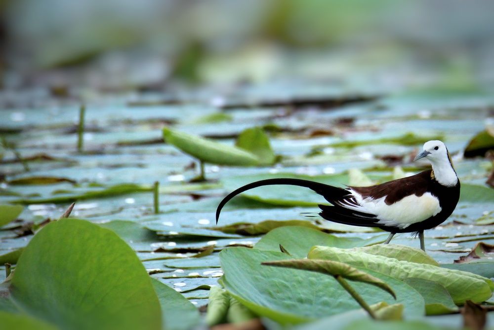 Photograph by sunil agadi