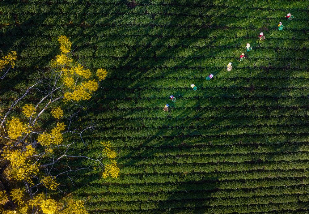 Photograph by Tuấn Nguyễn Tấn