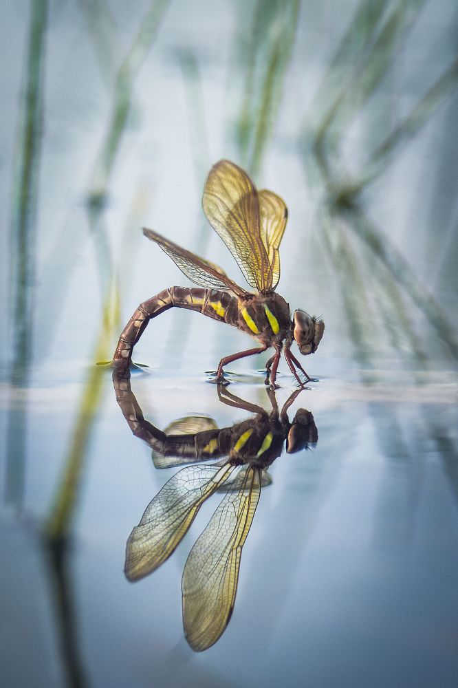 Стрекоза Коромысло большое / Brown hawker,  Aeshna grandis (Linnaeus, 1758)