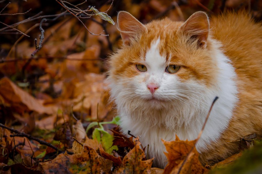 Photograph by Ольга Заповедная