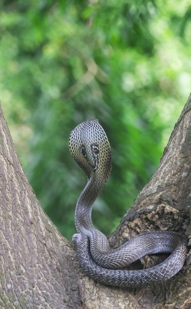 Photograph by Somenath Nandy