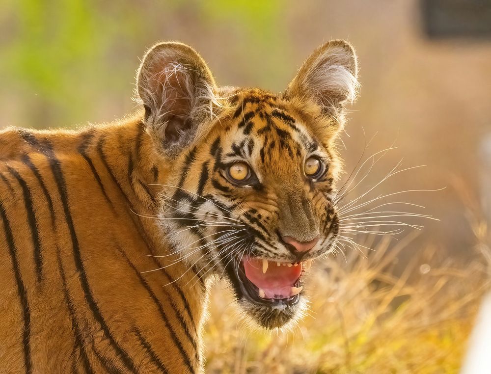 Photograph by Nitin Baste