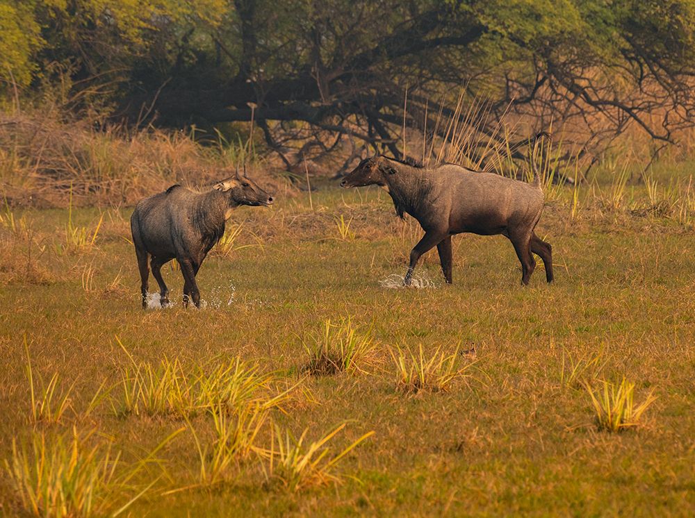 Photograph by Hairharan Ramanathan