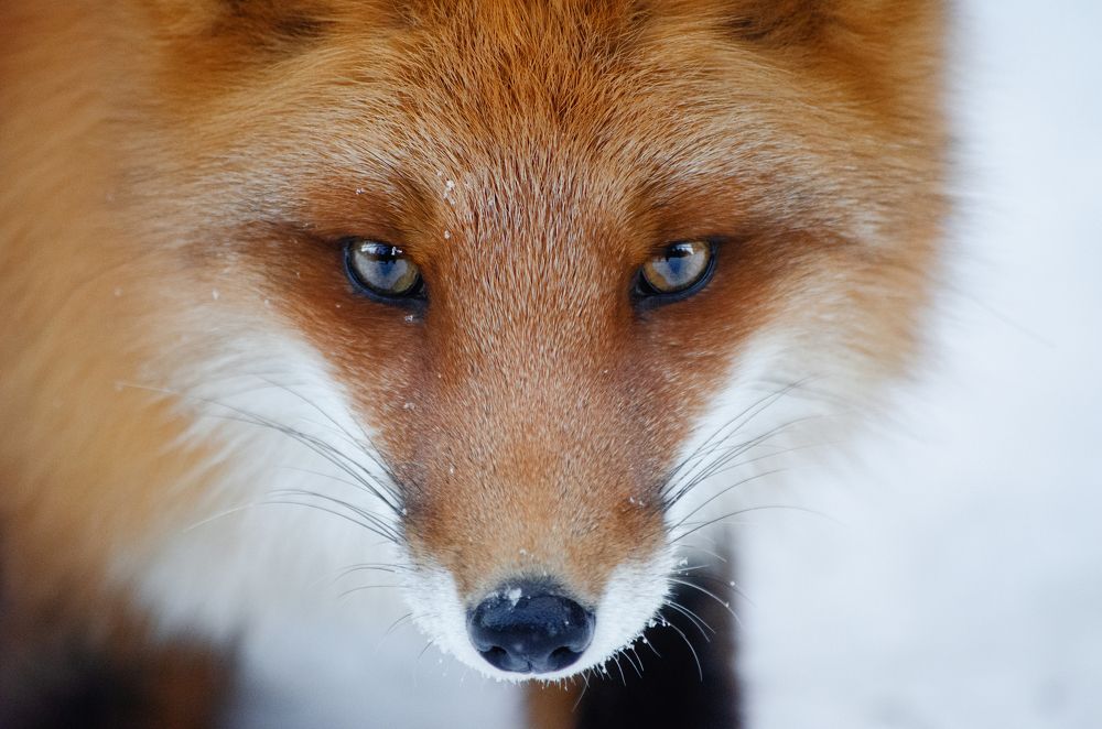 Photograph by Вероника Ливанова