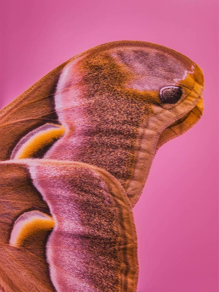 Micro world under mobile phone