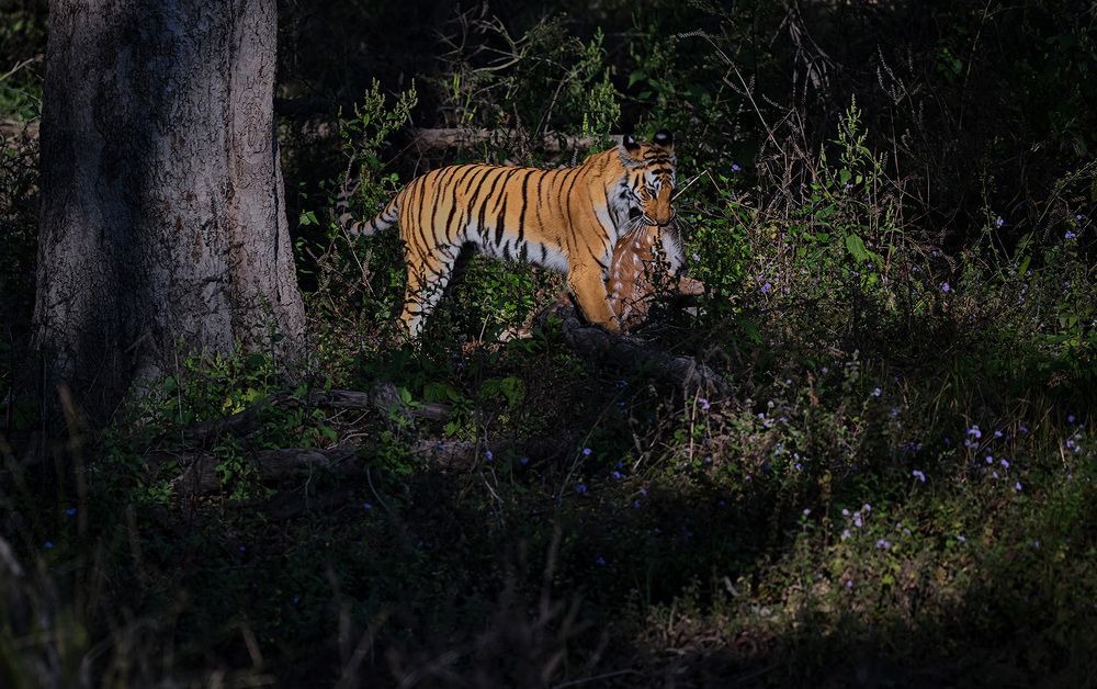 Photograph by AMIT KUMAR RAY