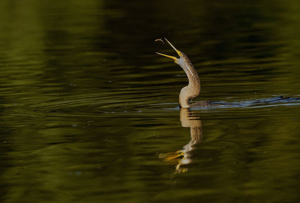 Photograph by AMIT KUMAR RAY