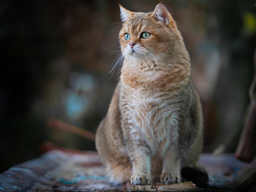 Photograph by Дмитрий Торжинский