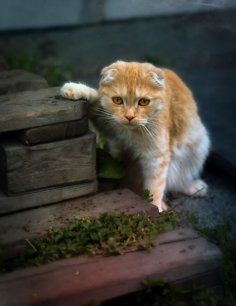 Фотография автора Виктор Холудеев