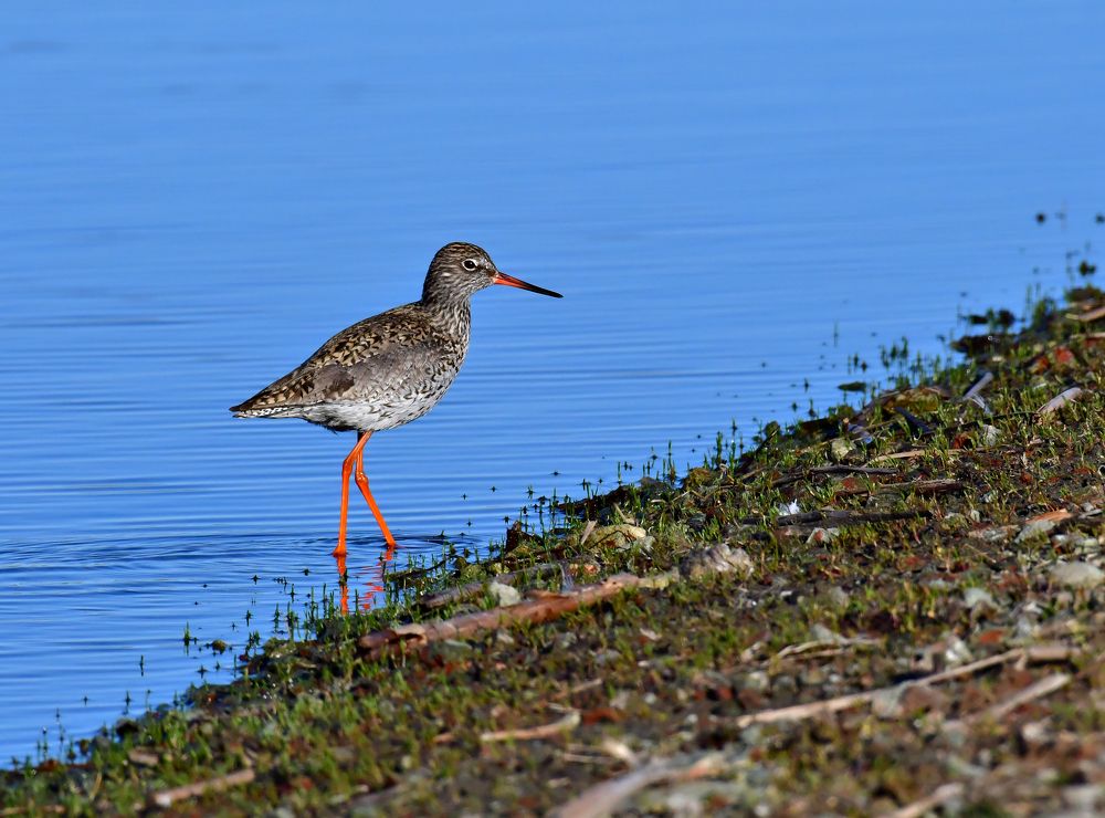 Фотография автора Алла Кожевникова