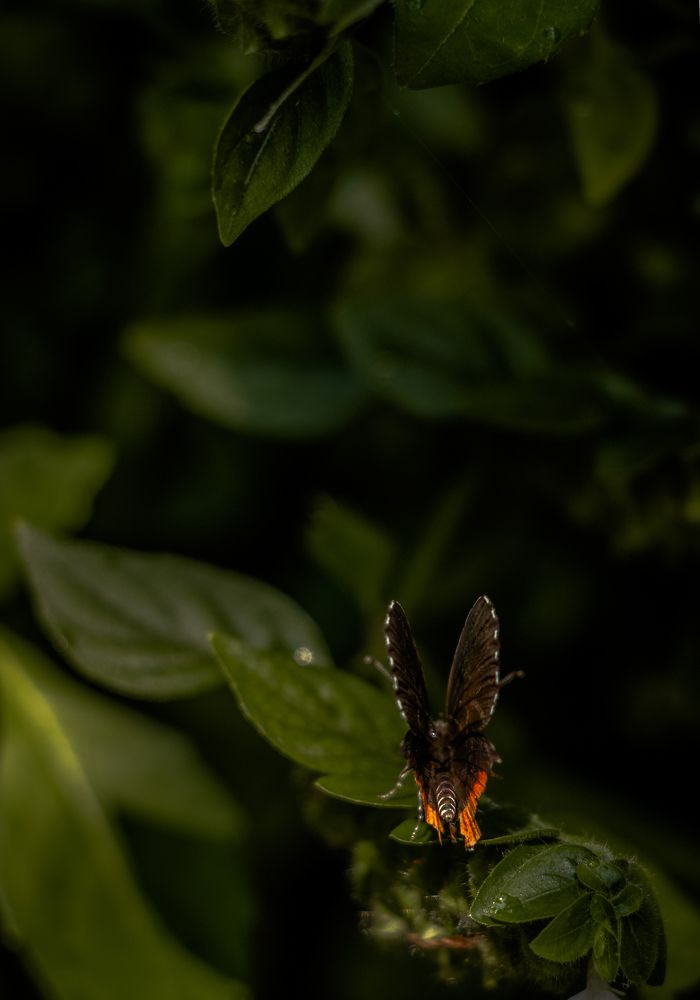 Photograph by Prabath Mihiran Rodrigo