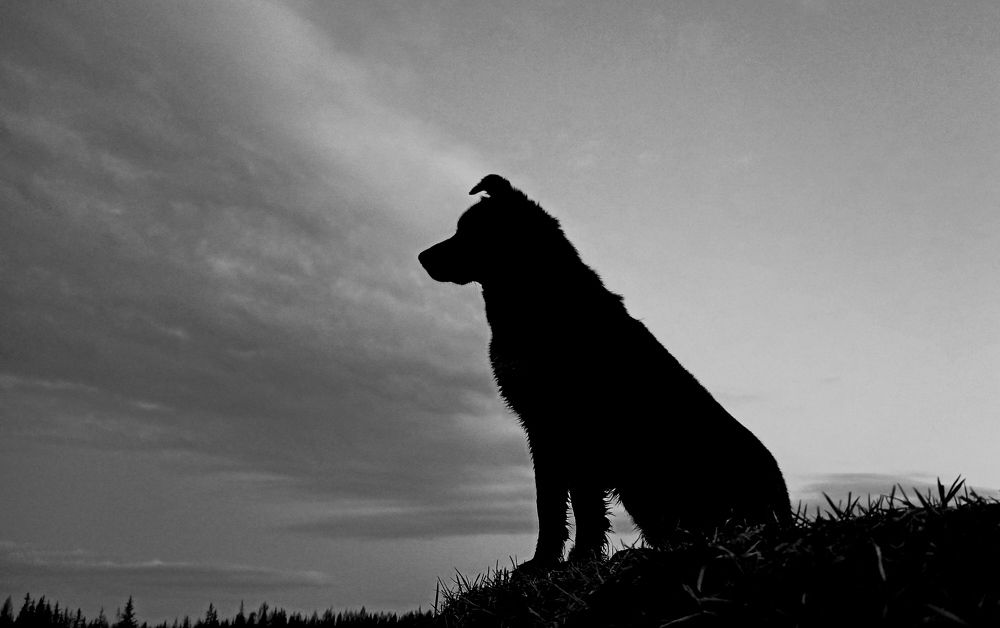 Photograph by Эдуард Герасимов