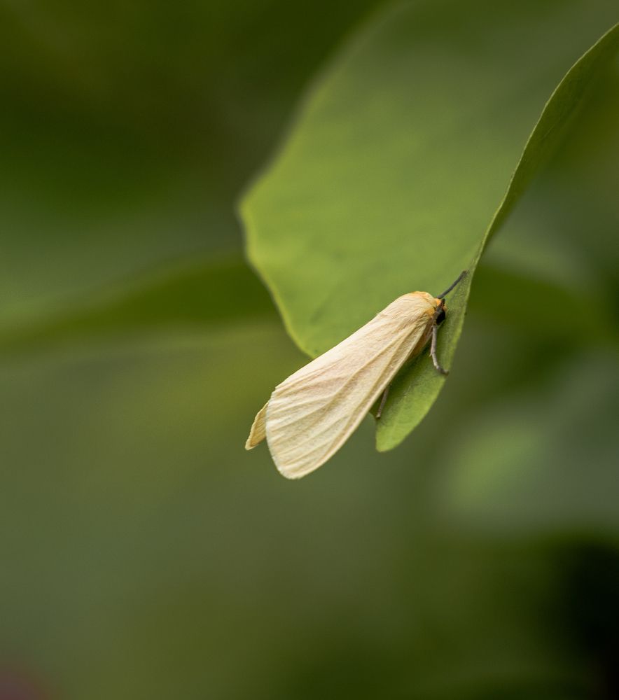 Photograph by Prabath Mihiran Rodrigo