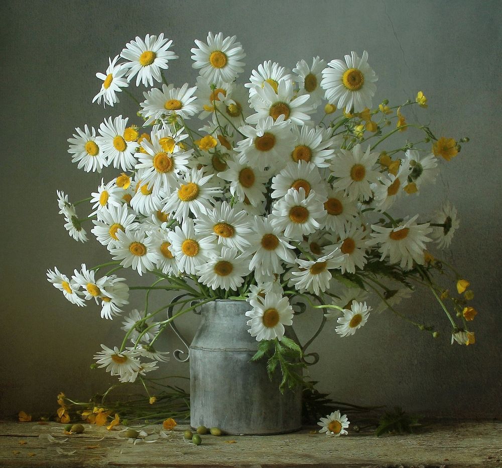 Я люблю полевые ромашки