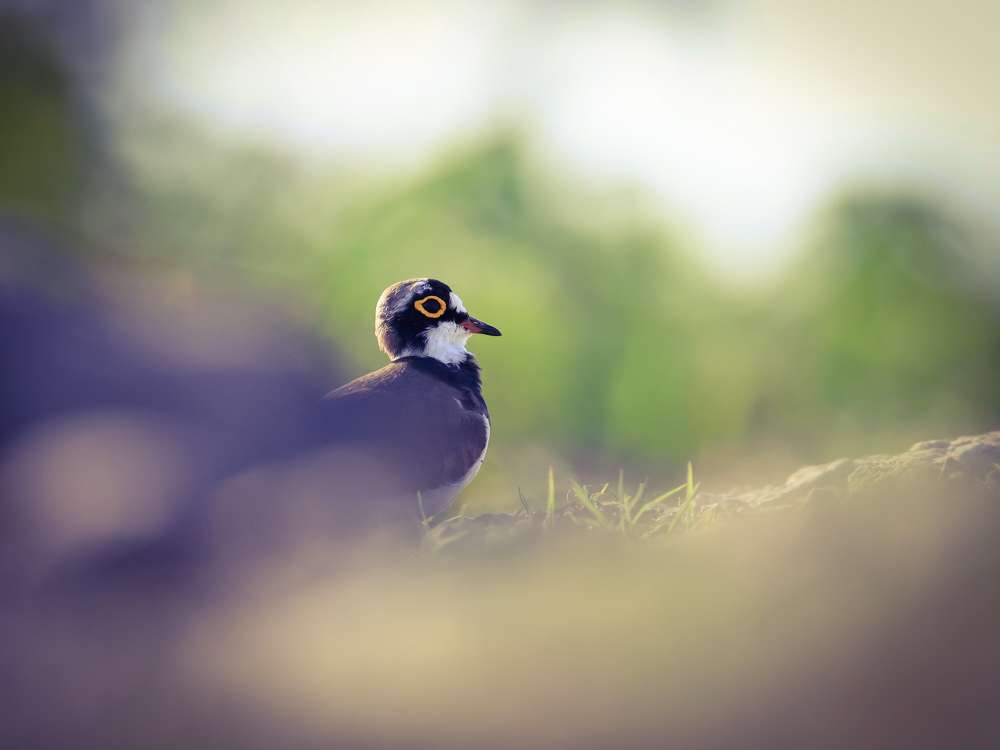 Photograph by Vibhash Garg