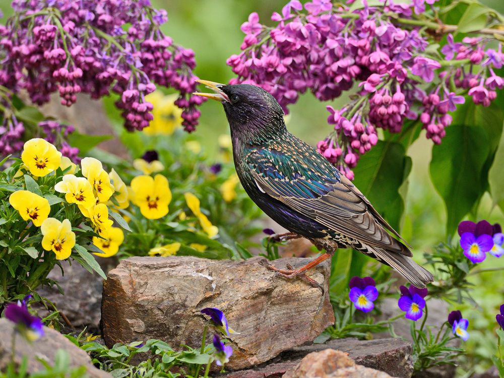 Весенние зарисовки