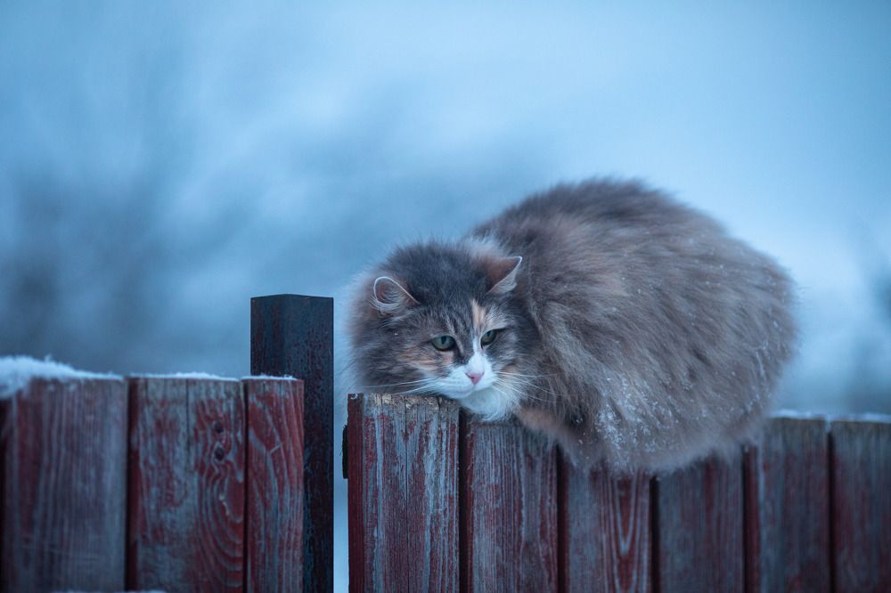 Photograph by Marina Barulina