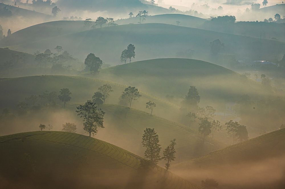 Photograph by Hanh P. T. Pham