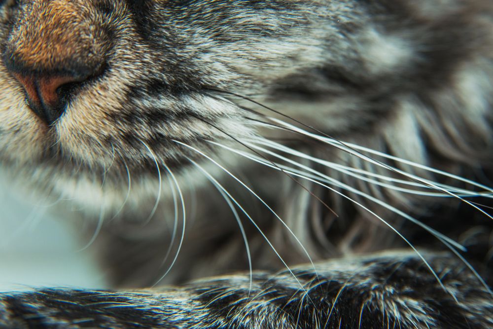 Photograph by Лейла Матар