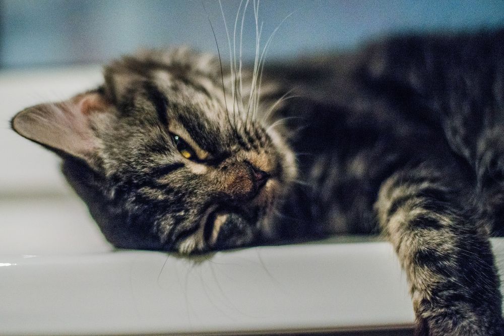 Photograph by Лейла Матар