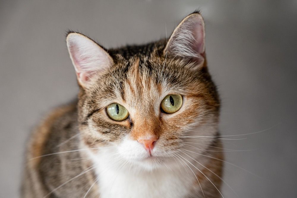 Photograph by Дмитрий Чирков