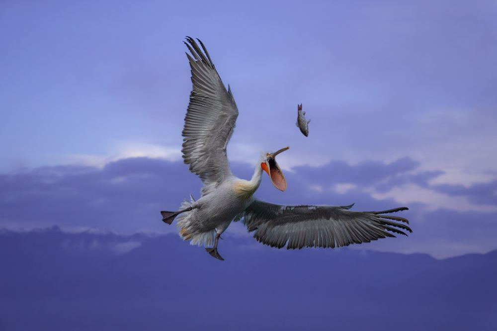 Photograph by Hari Kumar