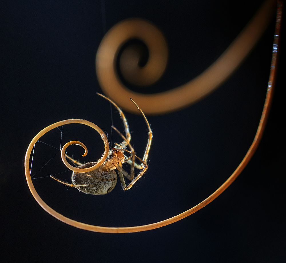 Photograph by Анатолий Плечистый