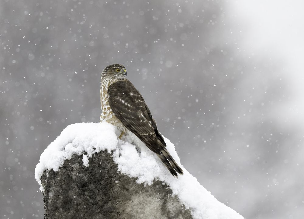 Photograph by Tom Ingram