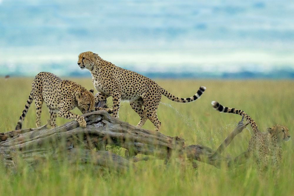 Photograph by Hari Kumar