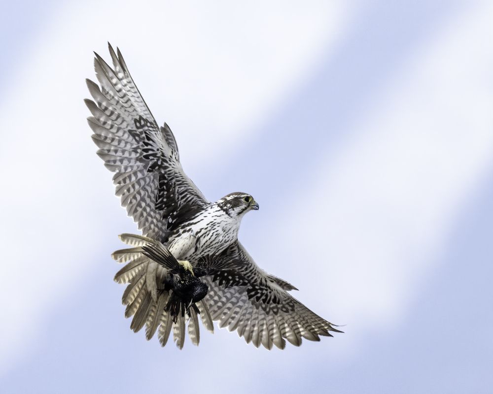 Photograph by Tom Ingram